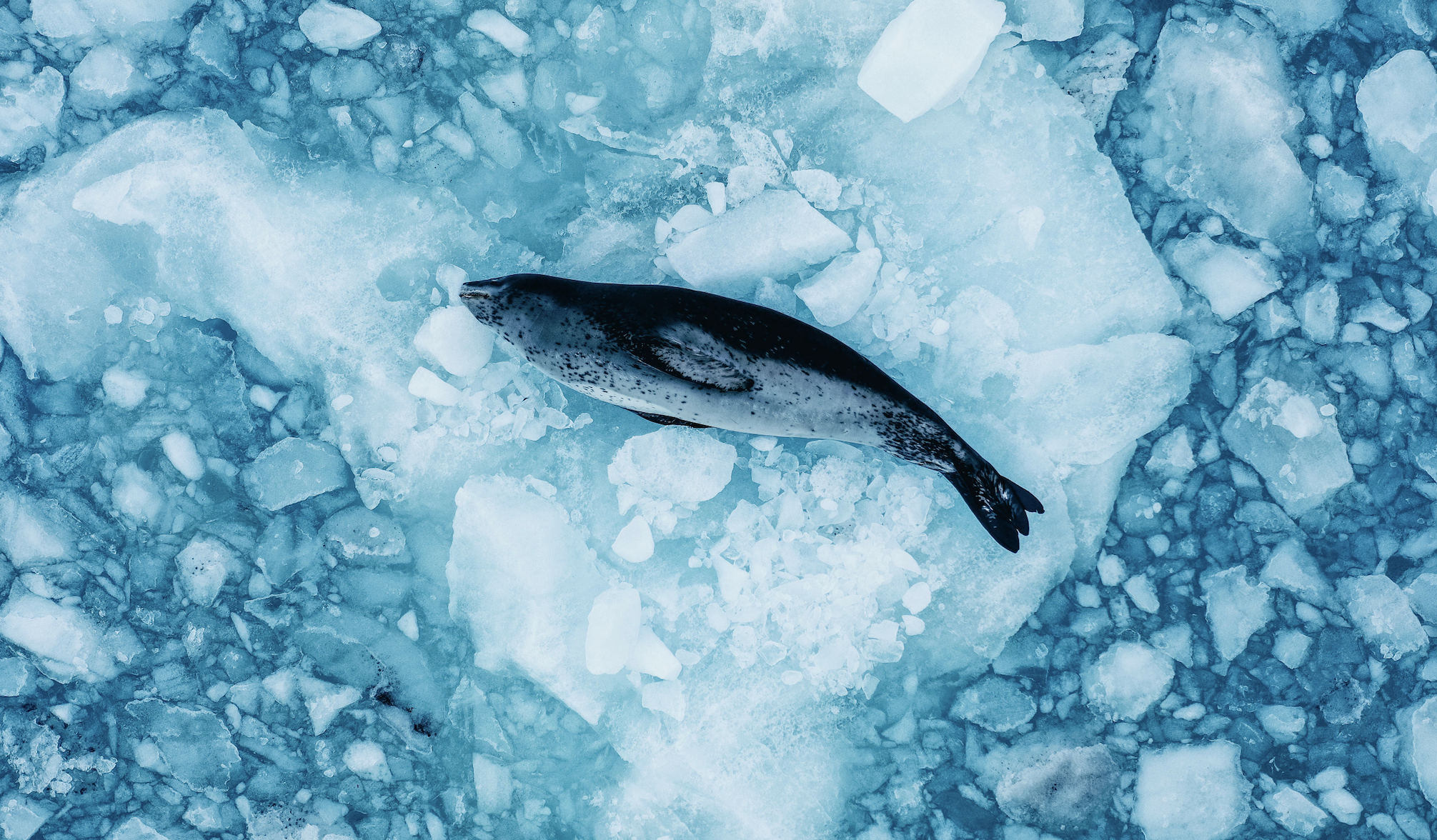 Press Release - CSIC Publishes the First Open Repository of Photogrammetric Data Captured by Drones in Antarctica