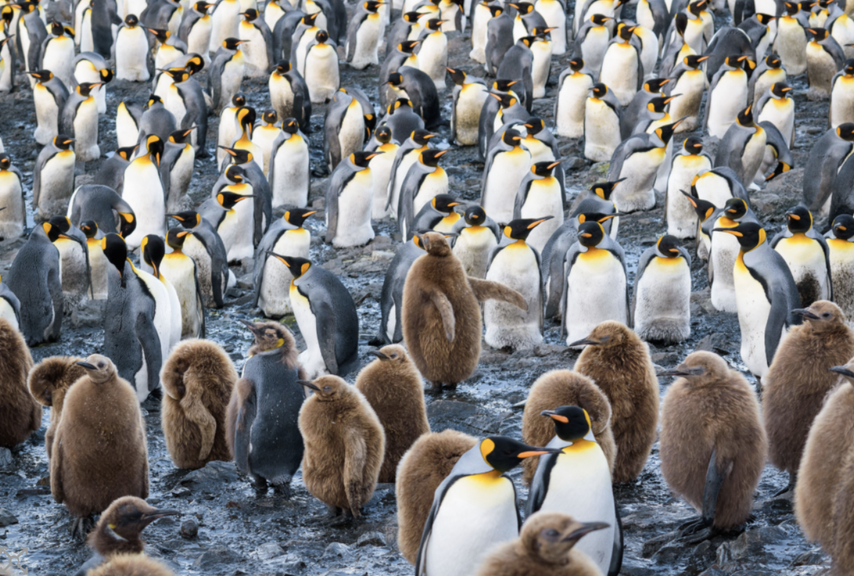 Emperor penguin