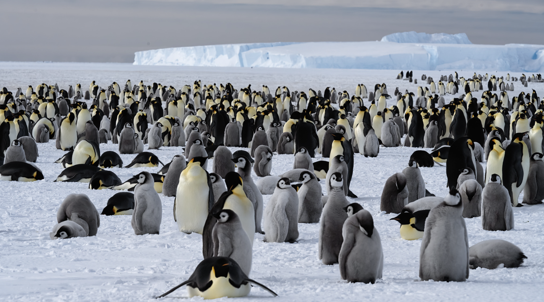 Atka Bay Penguin Colony