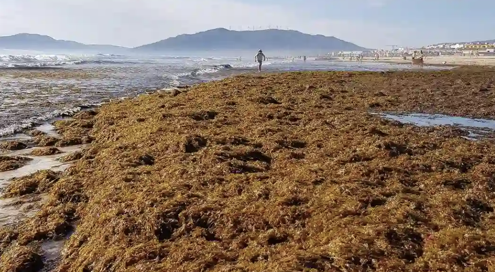 El Confidencial - The Asian Alga Devastating Cádiz Reaches Cantabria