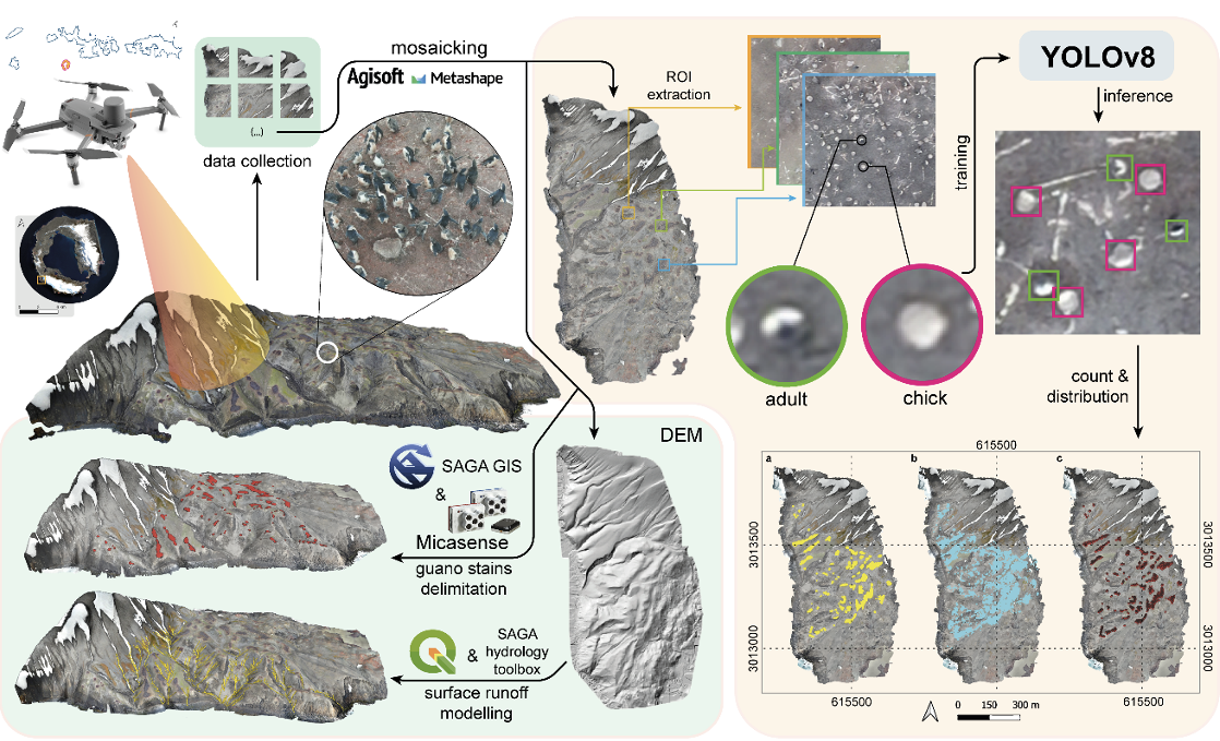 Assessing topographic features and population abundance in an Antarctic penguin colony through UAV-based deep-learning models