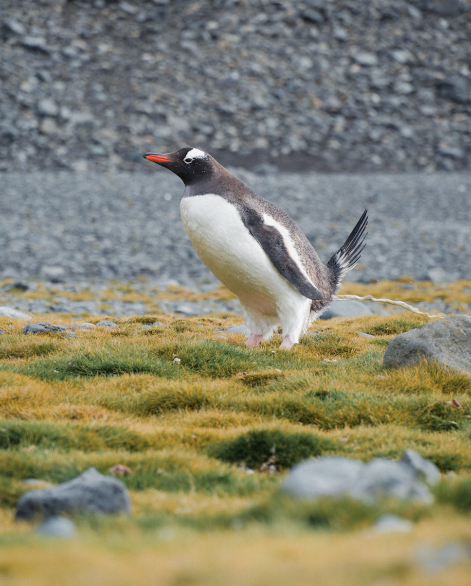 Polar Research