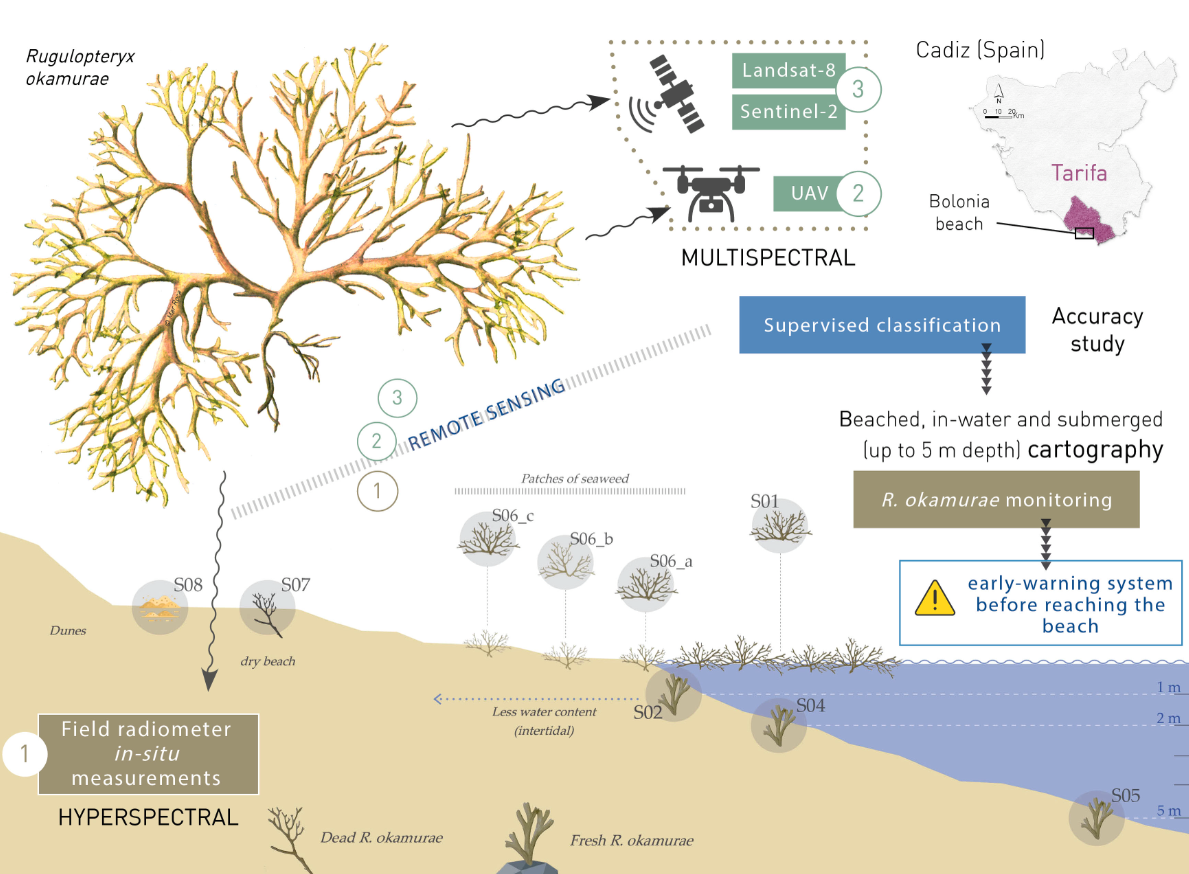 Monitoring the marine invasive alien species Rugulopteryx okamurae using unmanned aerial vehicles and satellites